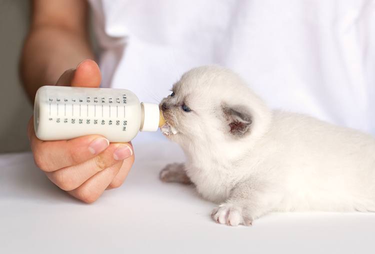 best milk to feed kittens