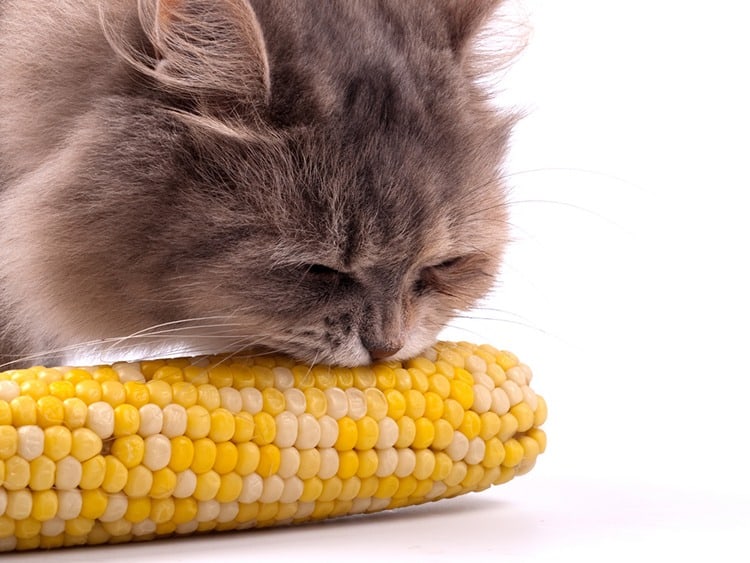 cat eat corn on the cob