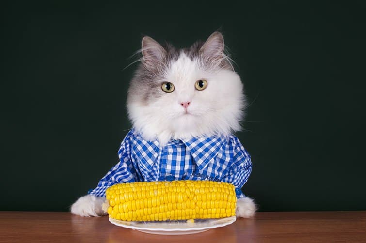 cat eat corn