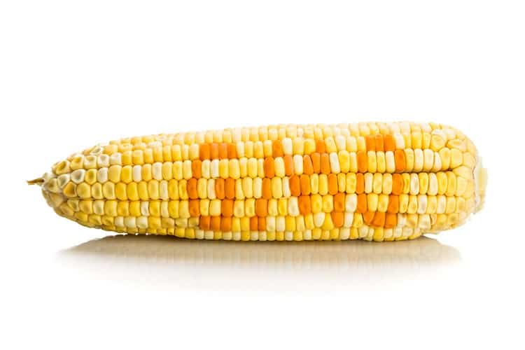 genetically modified corn