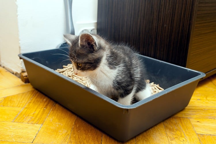 how to potty train a kitten