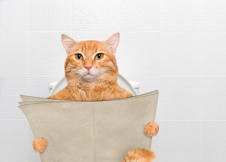 how to toilet train a cat