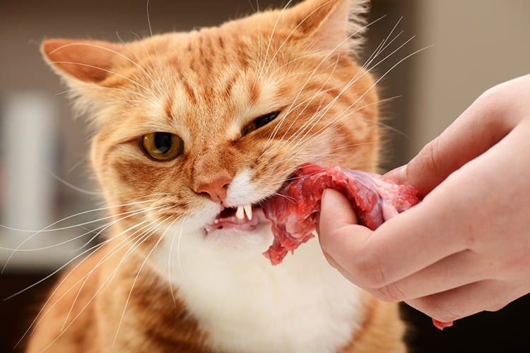 raw meat for cat