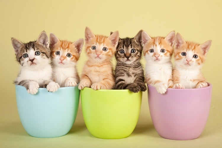 which does kittens eat