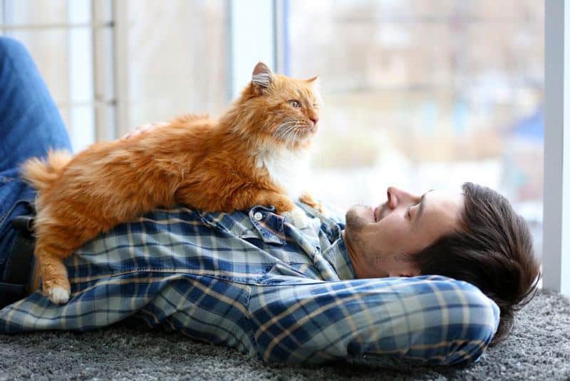 5-large-domestic-cat-breeds