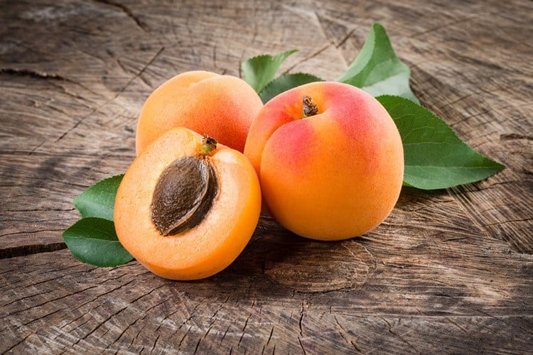 apricot tinpaw