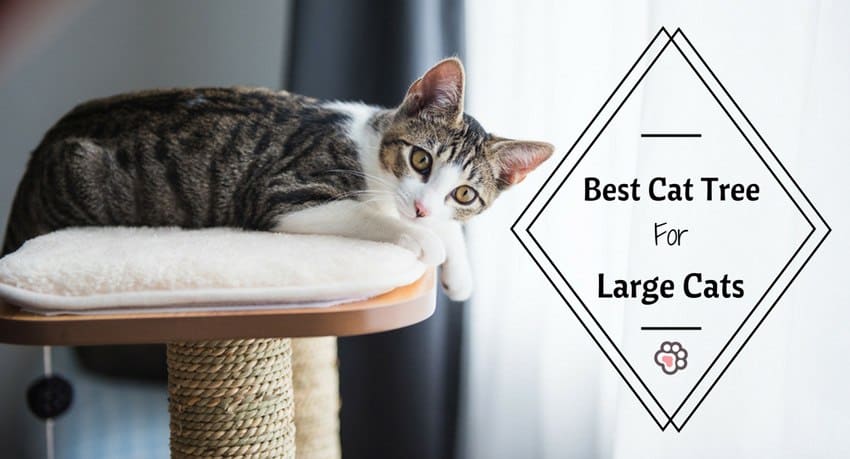 Best Cat Tree For Large Cats Youll Love These 6 Affordable Picks Tinpaw Best Cat Tree For Large Cats Youll Love These 6 Affordable Picks Tinpaw