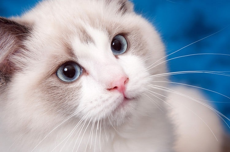 How Long Do Ragdoll Cats Live? 3 Odd Secrets On Its Lifetime - TinPaw