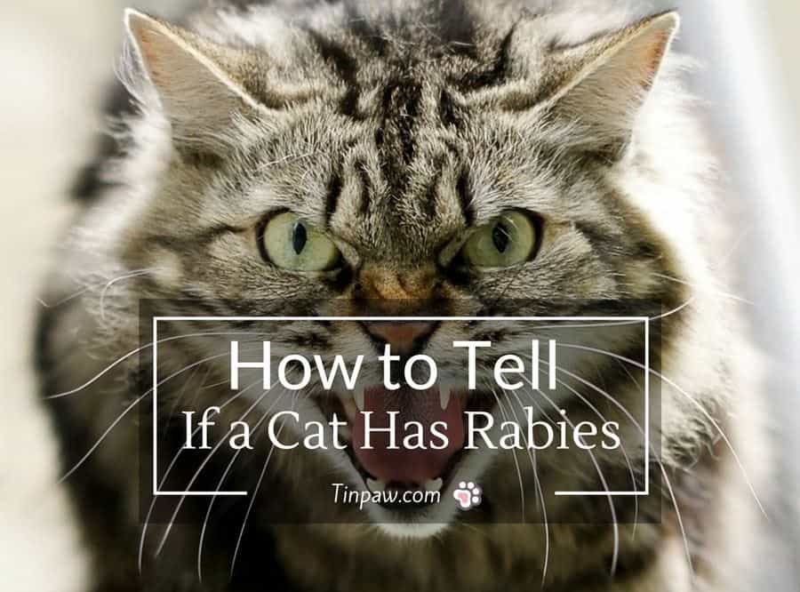 How to Tell If a Cat Has Rabies : Symptoms and Warning Signs - TinPaw