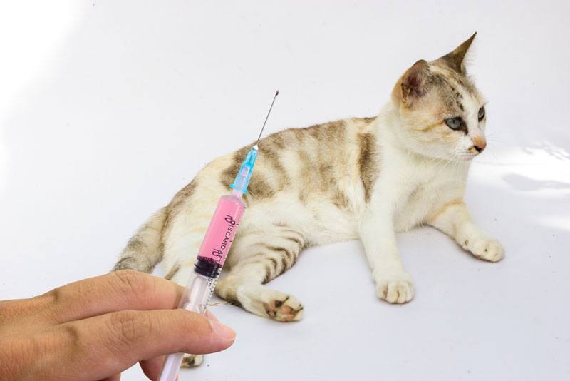 How to Tell If a Cat Has Rabies Symptoms, Warning Signs and More TinPaw