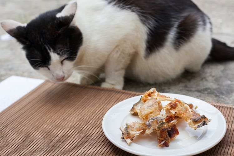 cat eat cooked bones