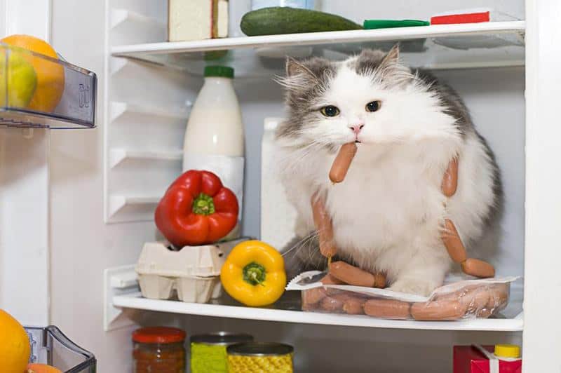 Cats Food