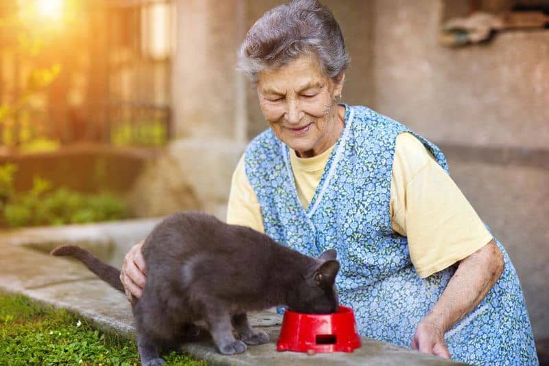 Cat With Grandmother