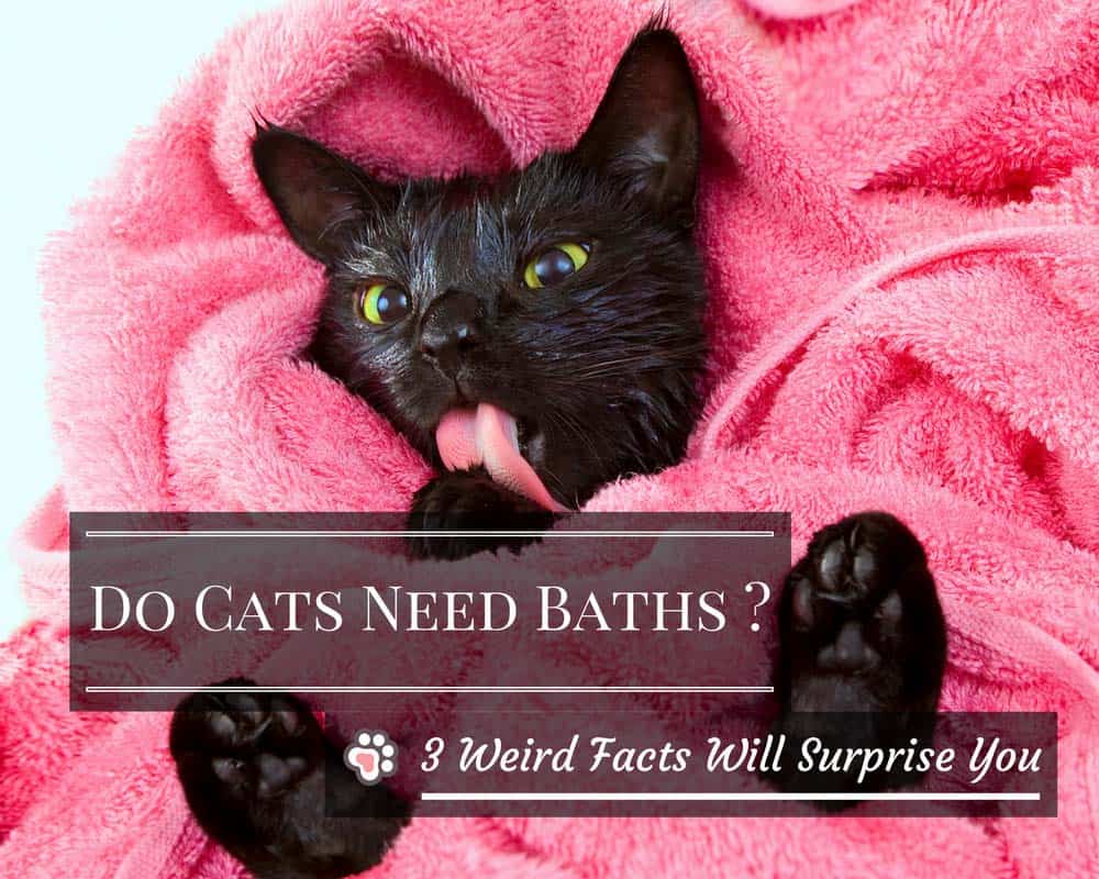 Do Cats Need Baths ? 3 Weird Facts about Cat Baths That Will Surprise
