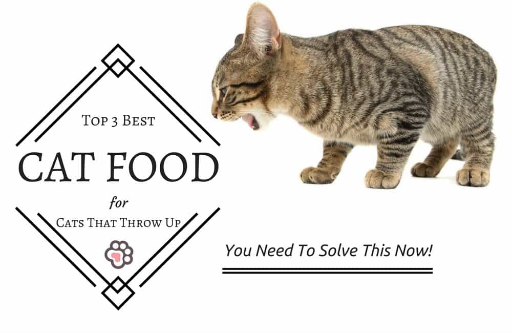 3 Best Cat Foods for Cats That Throw Up Our Review TinPaw