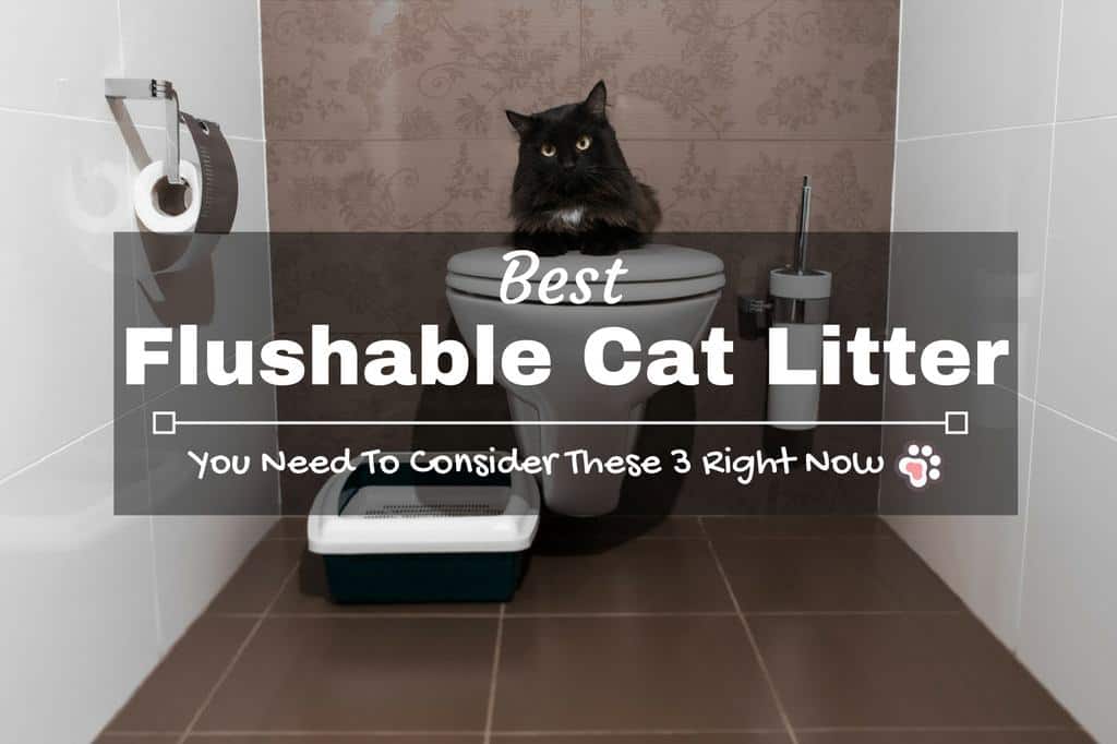 Best Flushable Cat Litter You Need To Consider These 3 Right Now TinPaw