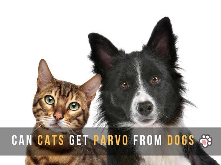 Can Cats Get Parvo From Dogs? (You Need To Know About The Disease) TinPaw