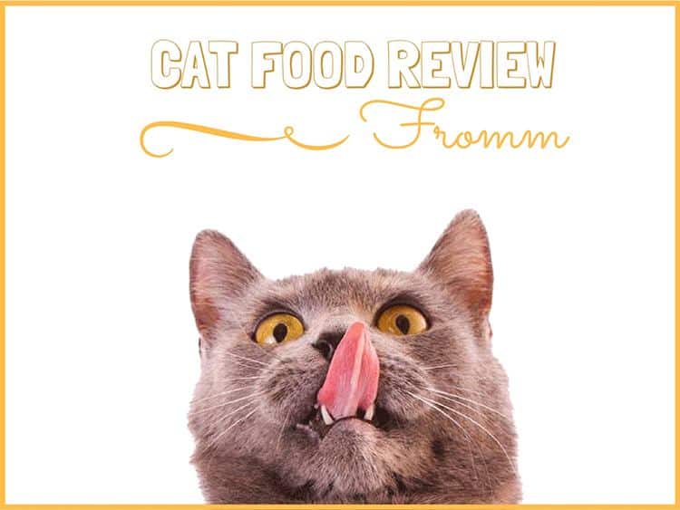 Is Fromm Cat Food Good? An In-Depth Look at Quality and Value