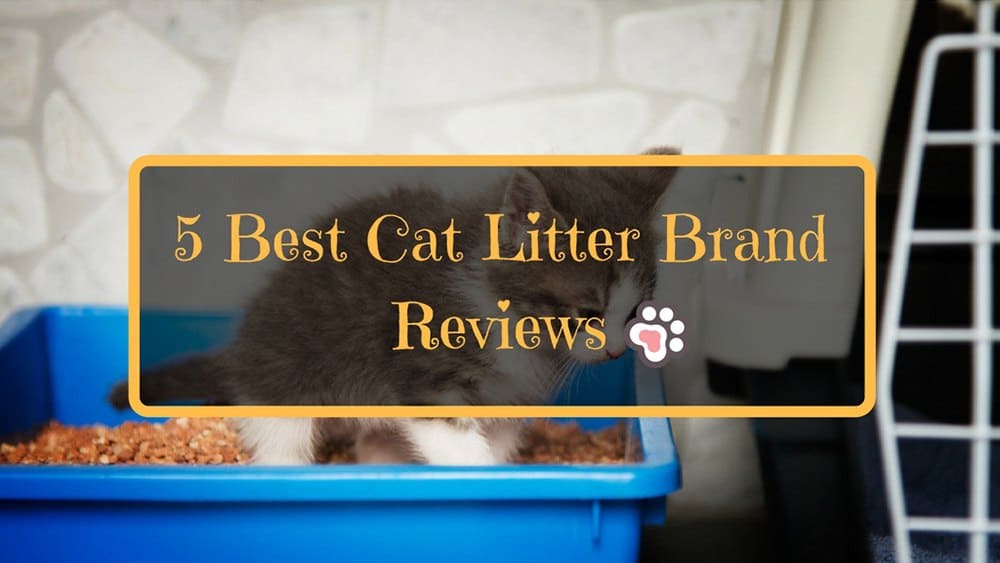 5 Best Cat Litter Brand Reviews How To Choose the Right One TinPaw