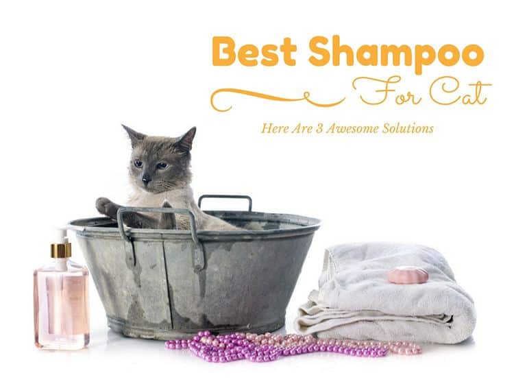 Best Shampoo For Cats Yucky Cats? Here Are 3 Awesome Solutions TinPaw
