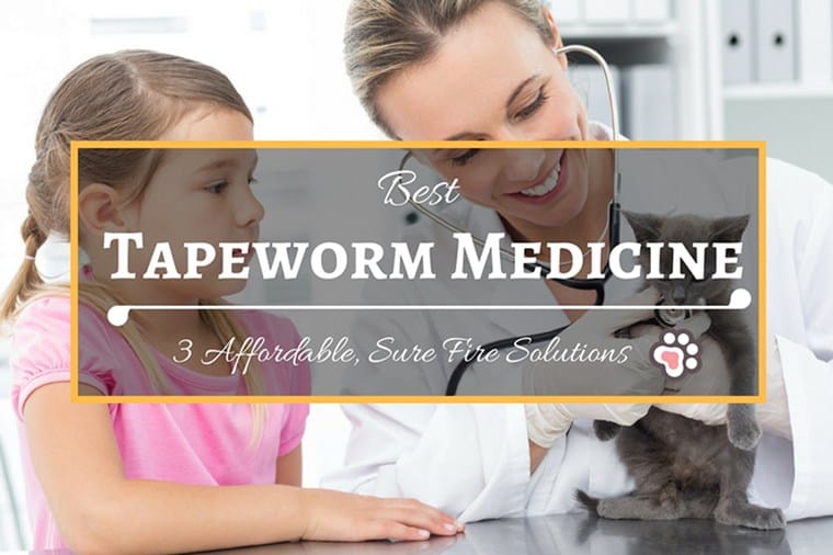 Best Otc Tapeworm Medicine For Cats toxoplasmosis