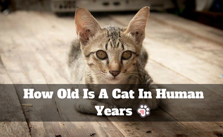 How Old Is A Cat In Human Years