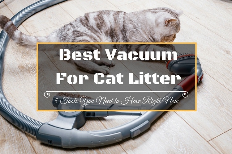 Best Vacuum for Cat Litter: 5 Tools You Need to Have Right Now - TinPaw