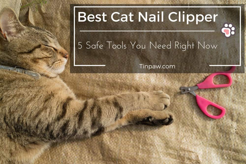 Best Cat Nail Clipper: 5 Safe Tools You Need Right Now - TinPaw