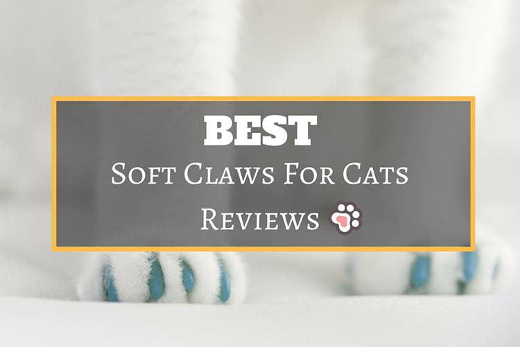 Best Soft Claws for Cats Reviews You Need To Know These Amazing Facts
