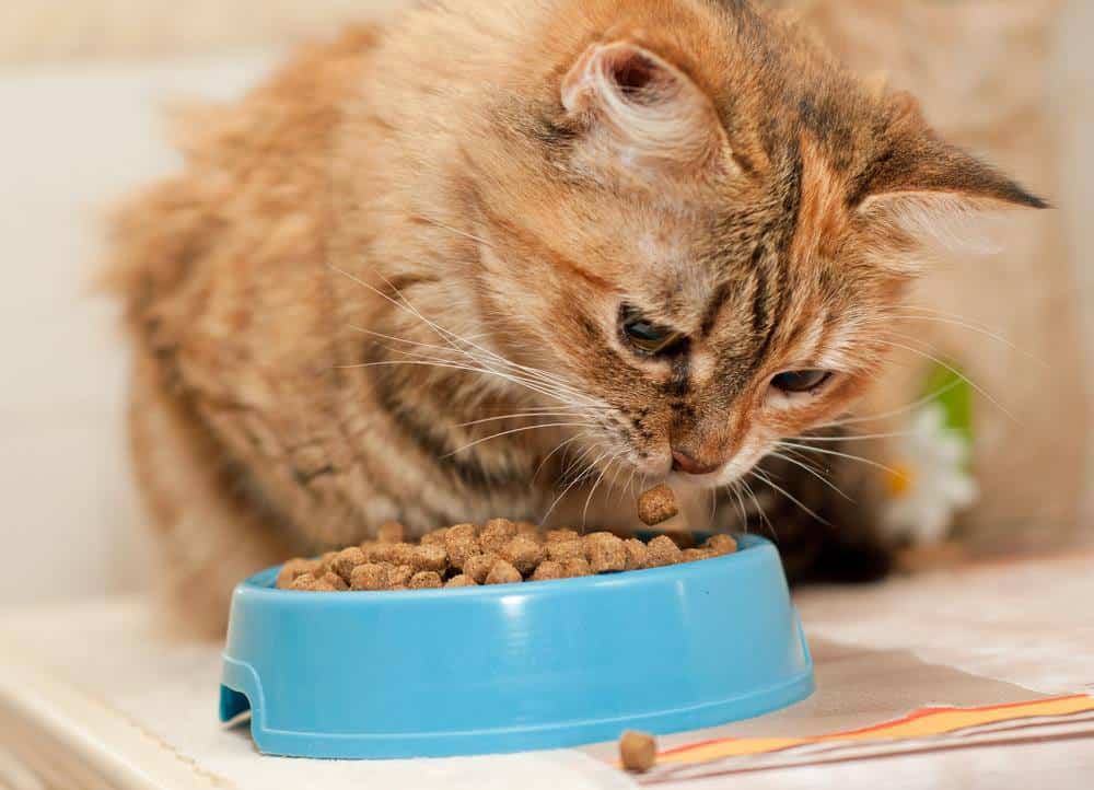 Purina Beyond Cat Food Review: Everything You Need to Know ...