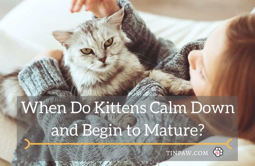 When Do Kittens Calm Down And Begin To Mature Tinpaw