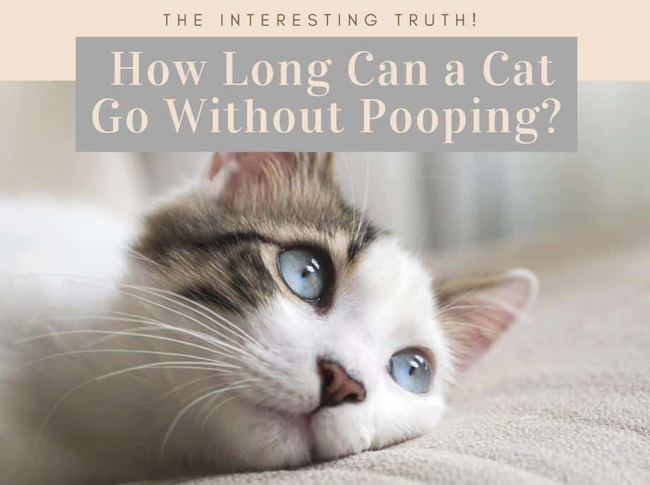 how-long-can-a-cat-go-without-a-bowel-movement-cat-lovster