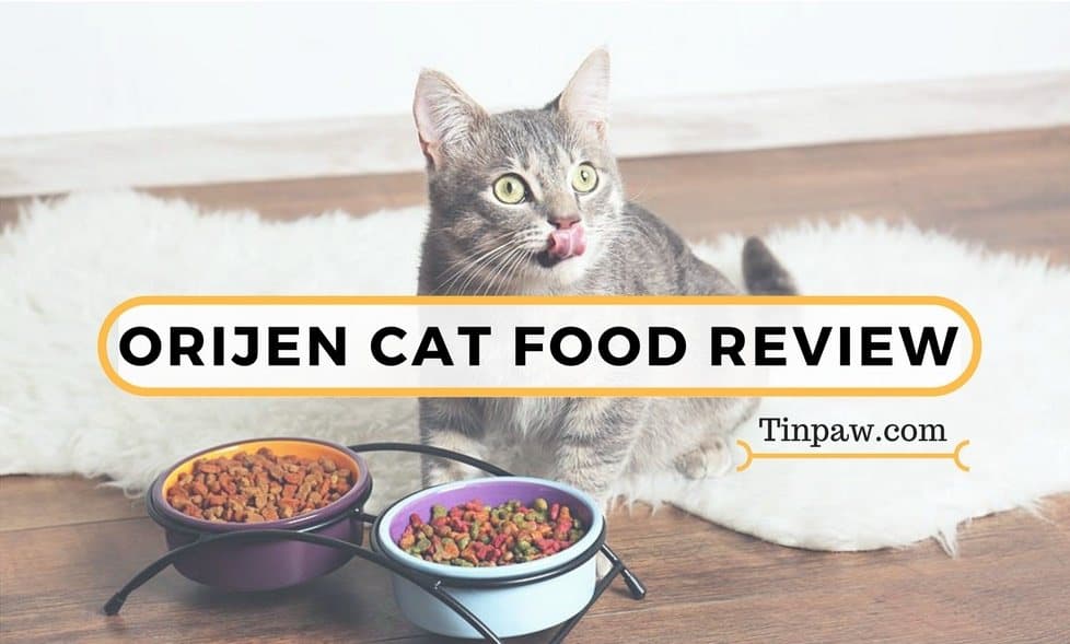 orijen kitten food review
