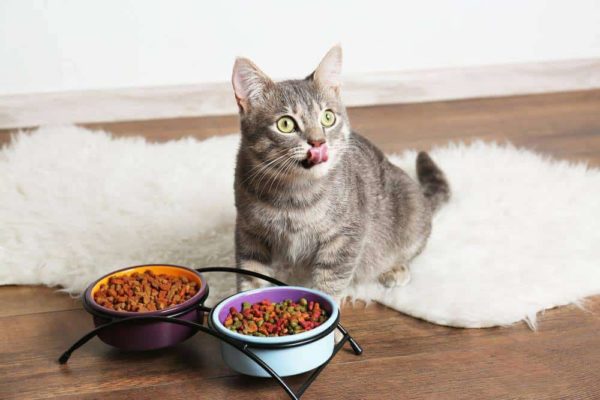 IAMS Cat Food Review