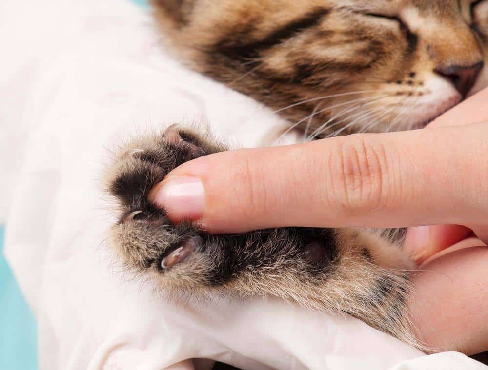 How Much Does it Cost to Declaw a Cat? Different Factors and the