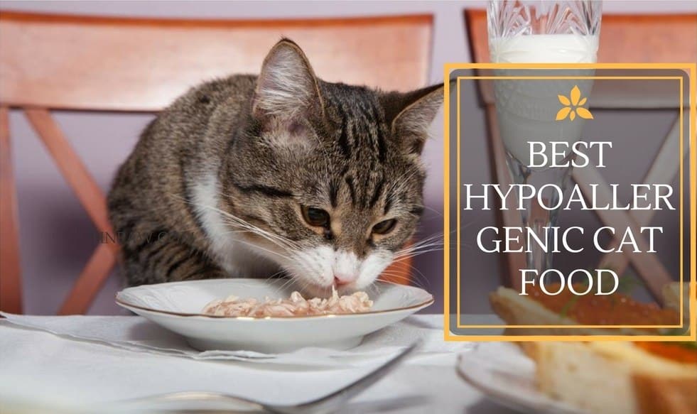 best-hypoallergenic-cat-food-4-top-picks-you-need-to-know-tinpaw