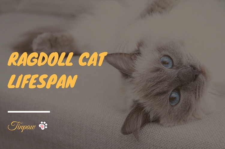 How Long Do Ragdoll Cats Live A Breed Overview Tinpaw