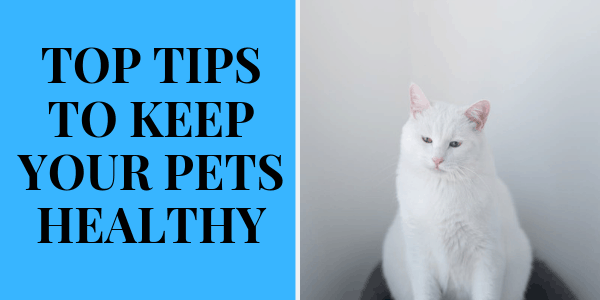 Top Tips to Keep Your Pets Healthy