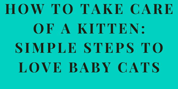 How to take care of a Kitten