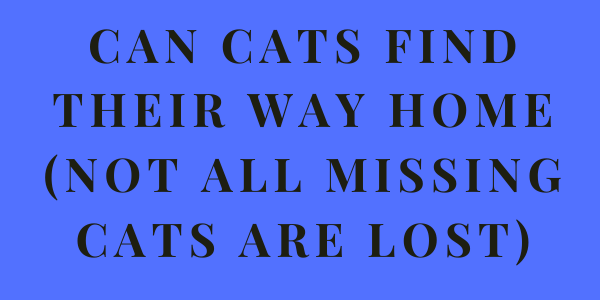 Can Cats Find Their Way Home