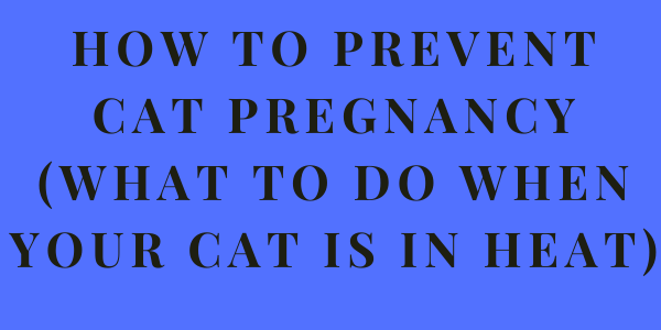 How to Prevent Cat Pregnancy