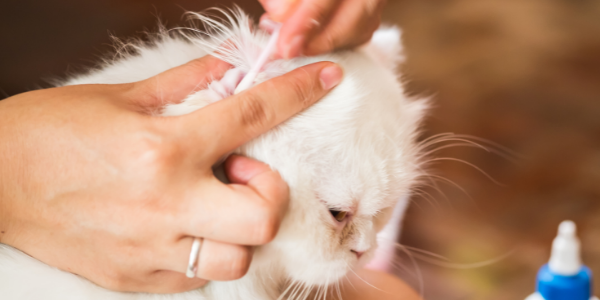 How to Clean Cats Ears