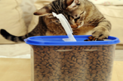 What does Kittens eat