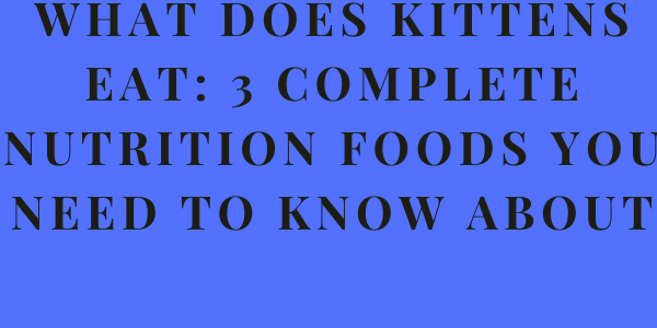 What does Kittens eat