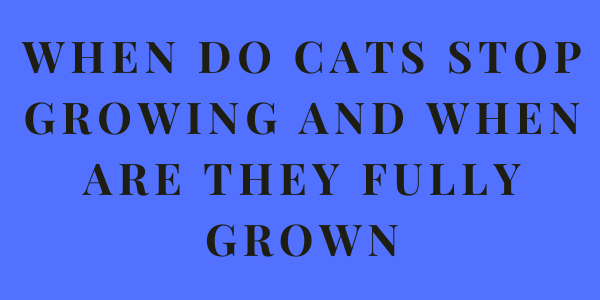When do cats stop growing and when are they fully grown
