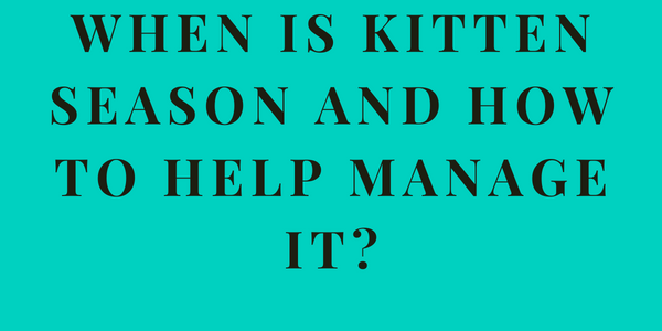 When is Kitten season and how to help manage it?